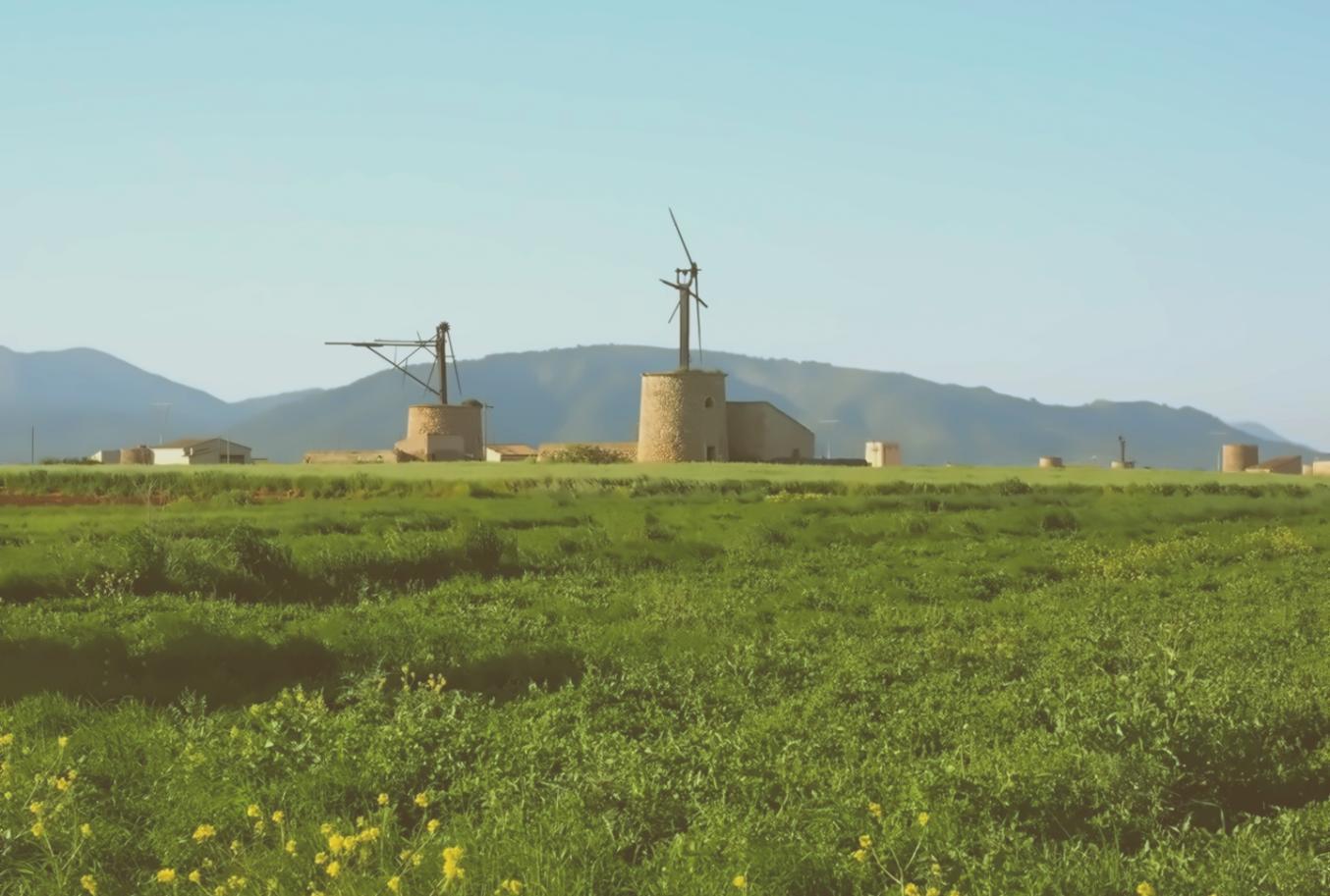 Kako saguaro kaktus preživljava s pet litara vode godišnje